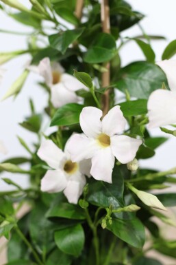 Mandevilla Mandevilla Sanderi Gitter 35-40 Topf