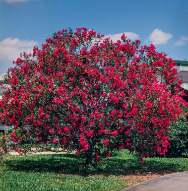 Rosanlorbeer Nerium Oleander Auf Stamm 120-130 Topf Oleander / Rosanlorbeer auf Stamm 120-130 cm
