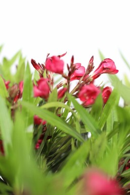 Rosanlorbeer Nerium Oleander Auf Stamm 170-180 Topf