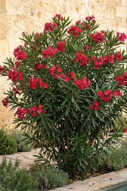 Oleander / Rosanlorbeer auf Stamm 170-180 cm