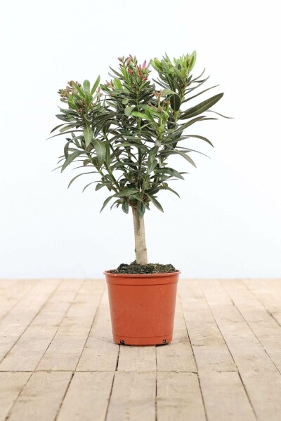 Rosanlorbeer Nerium Oleander Auf Stamm 50-60 Topf Oleander / Rosanlorbeer auf Stamm 50-60 cm