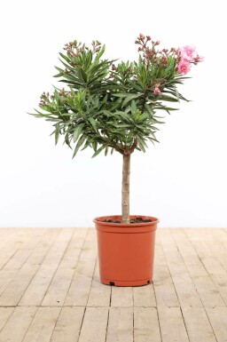 Rosanlorbeer Nerium Oleander Auf Stamm 100-120 Topf Oleander / Rosanlorbeer auf Stamm 100-120 cm