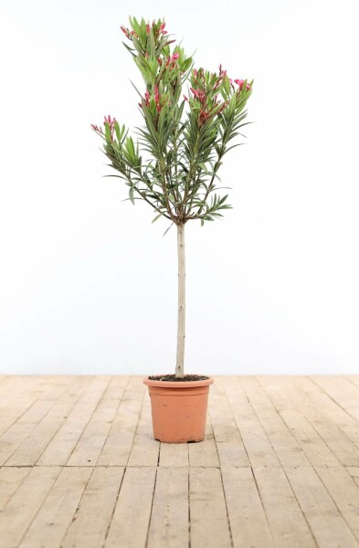 Oleander / Rosanlorbeer auf Stamm 120-130 cm