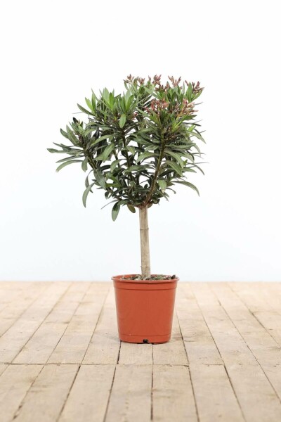 Rosanlorbeer Nerium Oleander Auf Stamm 50-60 Topf Oleander / Rosanlorbeer auf Stamm 50-60 cm
