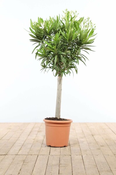 Rosanlorbeer Nerium Oleander Auf Stamm 120-130 Topf Oleander / Rosanlorbeer auf Stamm 120-130 cm