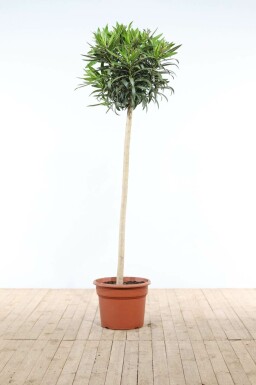 Kein Bild verfügbar