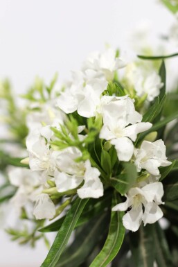 Rosanlorbeer Nerium Oleander Auf Stamm 50-60 Topf Oleander / Rosanlorbeer auf Stamm 50-60 cm