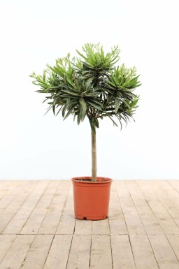 Rosanlorbeer Nerium Oleander Auf Stamm 60-70 Topf Oleander / Rosanlorbeer auf Stamm 60-70 cm