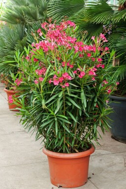 Rosanlorbeer Nerium Oleander Strauch 100-120 Topf