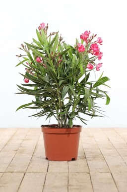 Oleander / Rosanlorbeer Strauch 50-60 cm