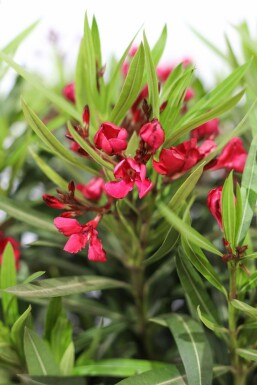 Rosanlorbeer Nerium Oleander Strauch 50-60 Topf Oleander / Rosanlorbeer Strauch 50-60 cm