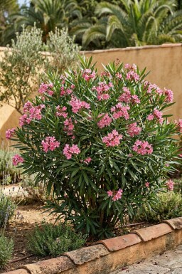 Oleander / Rosanlorbeer Strauch 70-80 cm