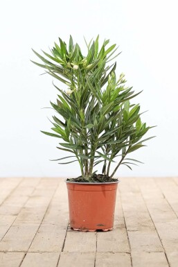 Rosanlorbeer Nerium Oleander Strauch 50-60 Topf Oleander / Rosanlorbeer Strauch 50-60 cm