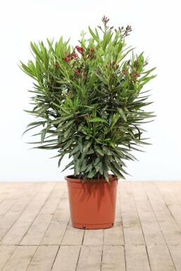Rosanlorbeer Nerium Oleander Strauch 70-80 Topf Oleander / Rosanlorbeer Strauch 70-80 cm