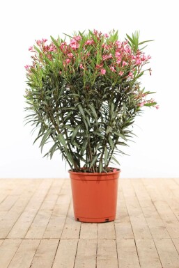 Rosanlorbeer Nerium Oleander Strauch 100-120 Topf Oleander / Rosanlorbeer Strauch 100-120 cm