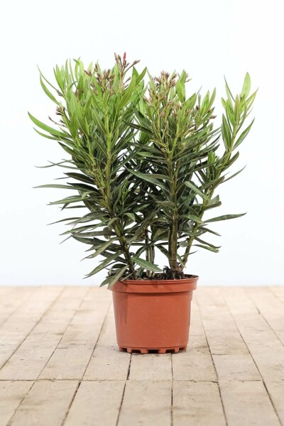 Oleander / Rosanlorbeer Strauch 50-60 cm