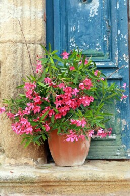 Oleander / Rosanlorbeer Strauch 50-60 cm