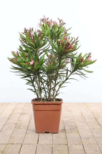 Oleander / Rosanlorbeer Strauch 70-80 cm