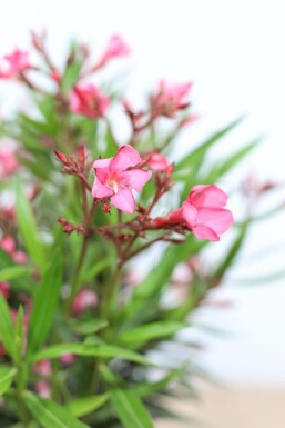 Oleander / Rosanlorbeer Strauch 70-80 cm