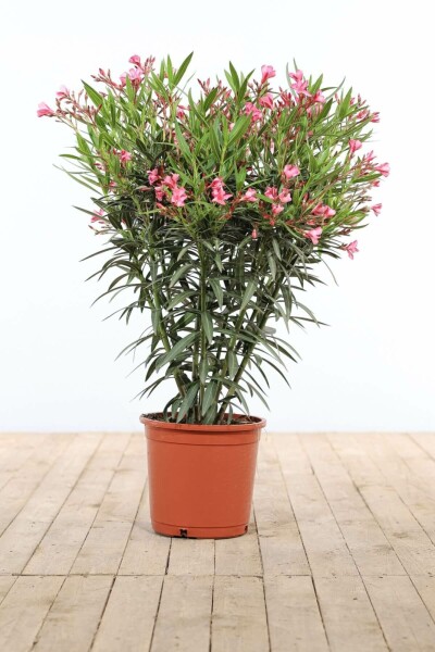 Rosanlorbeer Nerium Oleander Strauch 80-100 Topf Oleander / Rosanlorbeer Strauch 80-100 cm