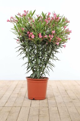 Oleander / Rosanlorbeer Strauch