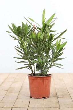 Oleander / Rosanlorbeer Strauch