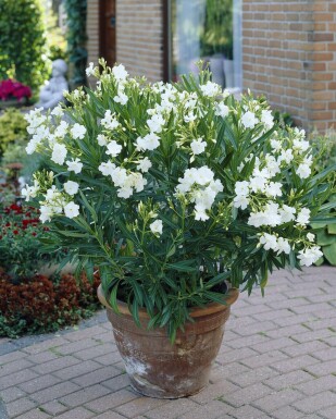 Rosanlorbeer Nerium Oleander Strauch 100-120 Topf