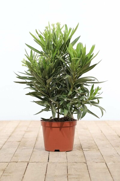 Oleander / Rosanlorbeer Strauch 50-60 cm