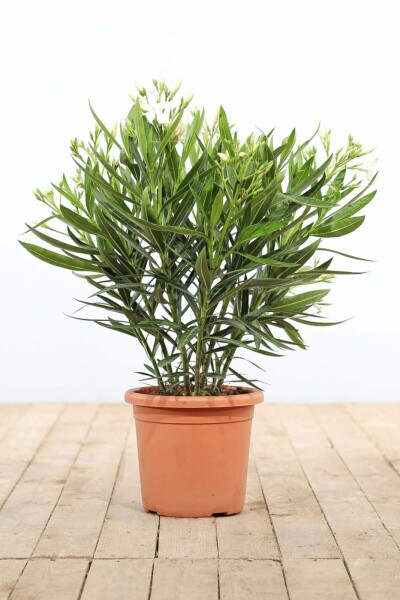 Rosanlorbeer Nerium Oleander Strauch 70-80 Topf Oleander / Rosanlorbeer Strauch 70-80 cm