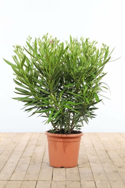 Oleander / Rosanlorbeer Strauch 80-100 cm