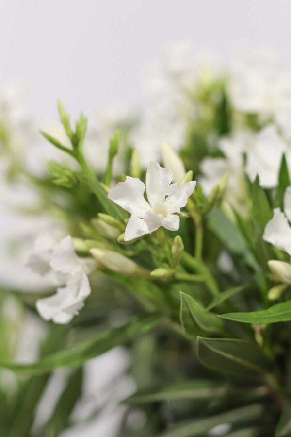 Rosanlorbeer Nerium Oleander Strauch 80-100 Topf Oleander / Rosanlorbeer Strauch 80-100 cm