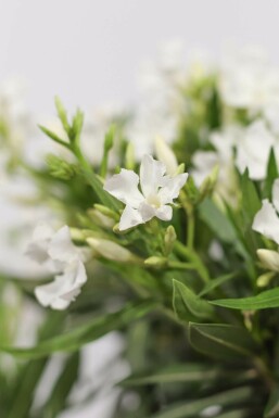 Oleander / Rosanlorbeer Strauch 80-100 cm
