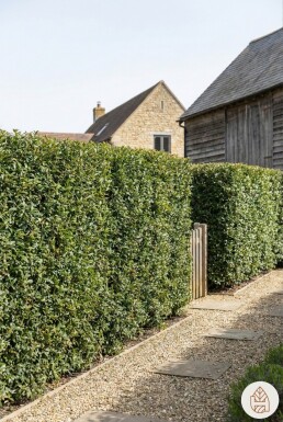Duftblüte / Osmanthus Burkwoodii 60-80 cm