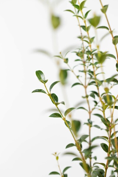 Duftblüte Osmanthus burkwoodii Hecke 30-40 Topf Duftblüte / Osmanthus Burkwoodii 30-40 cm
