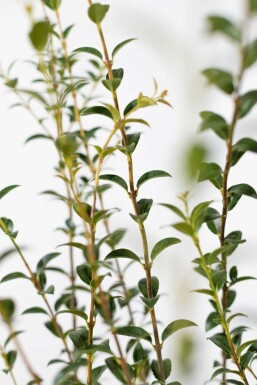 Duftblüte / Osmanthus Burkwoodii 40-60 cm