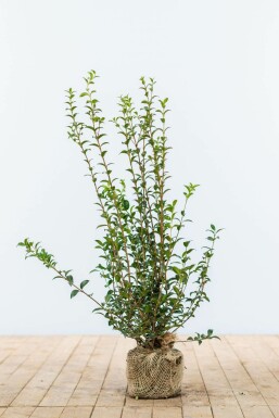 Duftblüte Osmanthus burkwoodii Hecke 60-80 Ballen Duftblüte / Osmanthus Burkwoodii 60-80 cm