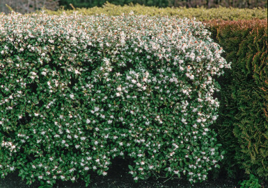 Duftblüte / Osmanthus Burkwoodii 60-80 cm