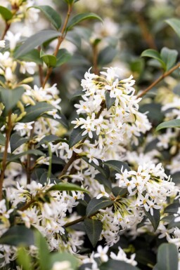 Duftblüte / Osmanthus Burkwoodii 60-80 cm - Ballen