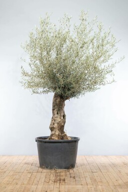 Olivenbaum Olea Europea Bonsai 30-40 175-200 Topf