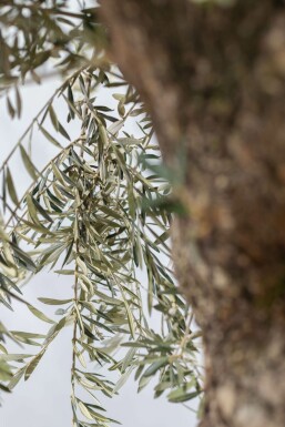 Olivenbaum Olea Europea Bonsai 30-40 175-200 Topf