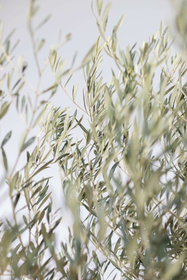 Olivenbaum Olea Europea Bonsai 40-60 175-200 Topf Olivenbaum / Olea Europaea bonsai 175-200 cm