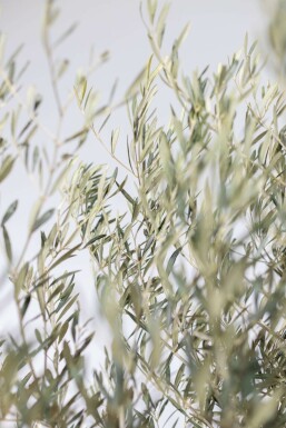 Olivenbaum Olea Europea Bonsai 60-80 175-200 Topf Olivenbaum / Olea Europaea bonsai 175-200 cm