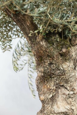 Olivenbaum Olea Europea Bonsai 60-80 175-200 Topf