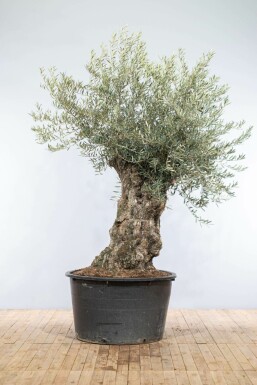 Olivenbaum / Olea Europaea bonsai