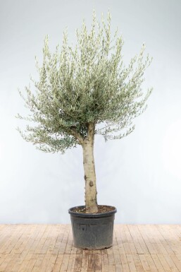 Olivenbaum Olea Europea Knorrig 40-50 200-225 Topf