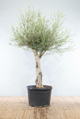 Olivenbaum / Olea Europaea Knorrig verzweigt