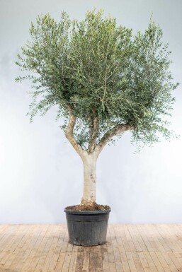 Olivenbaum Olea Europea Knorrig 60-70 200-225 Topf