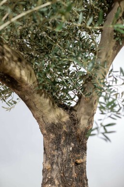 Olivenbaum Olea Europea Knorrig 50-60 200-225 Topf