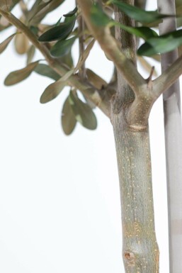 Olivenbaum Olea Europea Mini-Stamm 20-30 Topf
