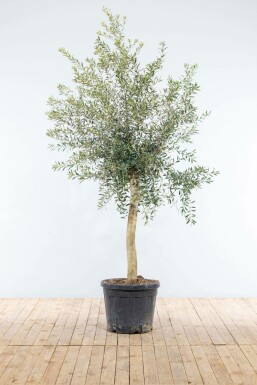 Olivenbaum Olea Europea Auf Stamm 15-20 150-175 Topf